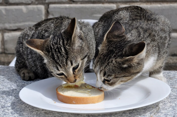 Cat nibbling on a piece of bread