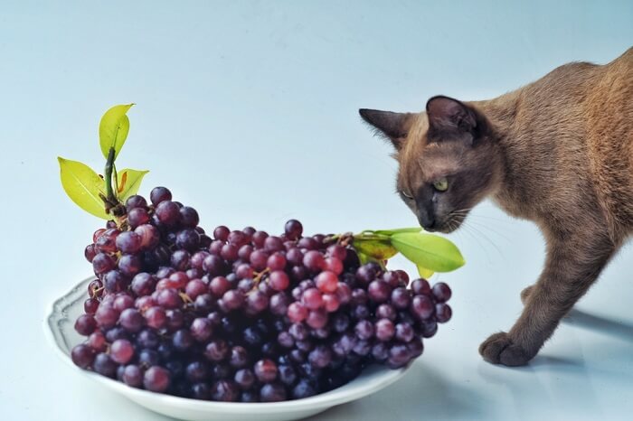 Visual of a cat situated near grapes