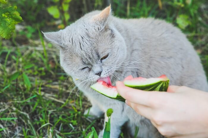 Playful cat enjoying a summery treat of watermelon.