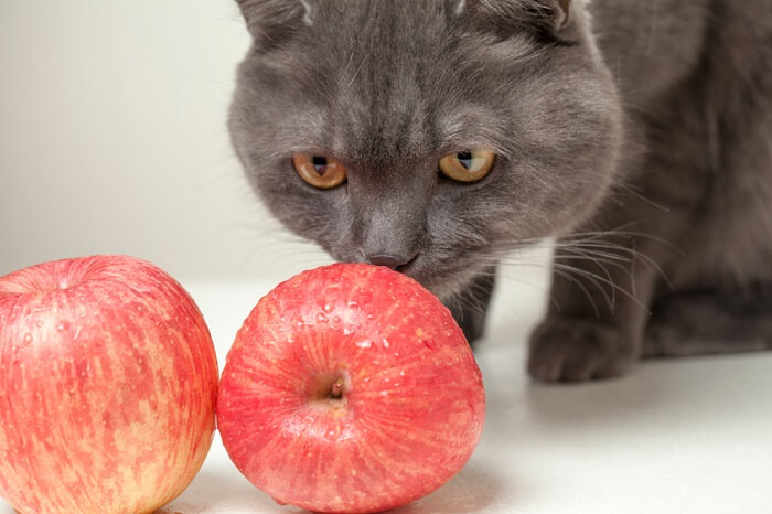 Cat engaging in the act of eating an apple