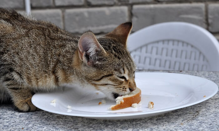 Cat engaged in eating a piece of bread