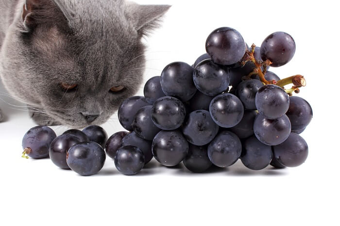 Image portraying a cat eating grapes, conveying the importance of awareness about the toxicity of grapes