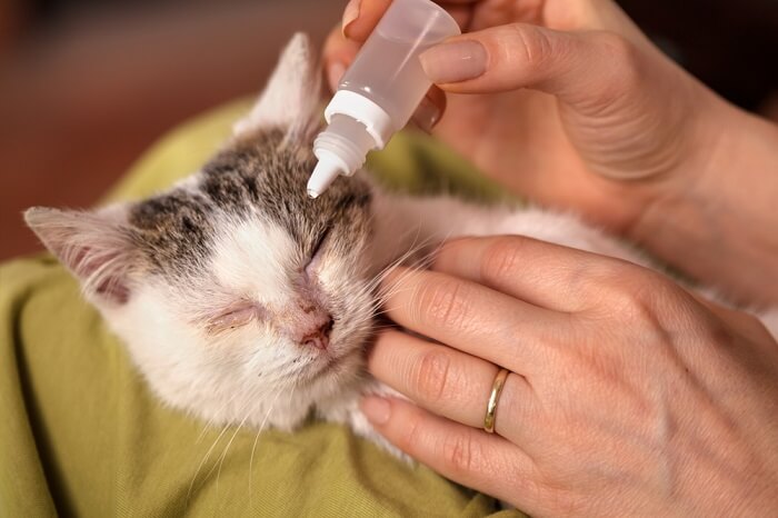 Person giving a cat eye drops