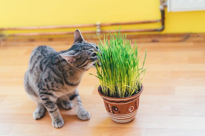 How do i keep my clearance cat from eating my plants