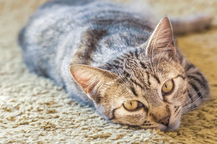 gato mirando mientras duerme en la alfombra