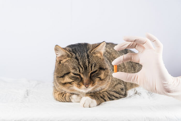 cat receiving a medication