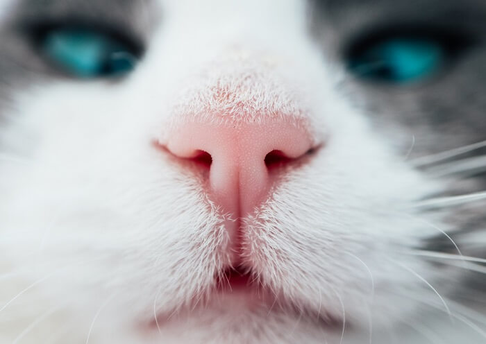 nose cancer in cats feature