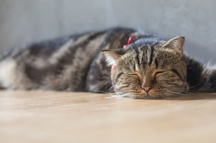 Tired brown tabby cat lying on floor