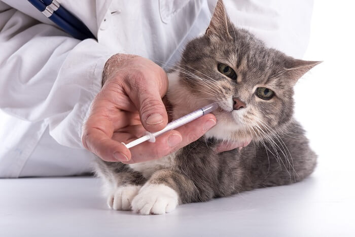 unhappy cat receiving a medicine