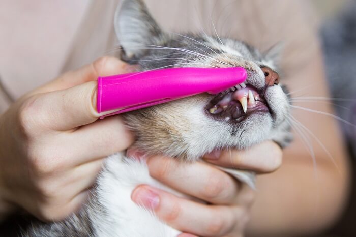 Cat teeth cleaning with a pink finger brush