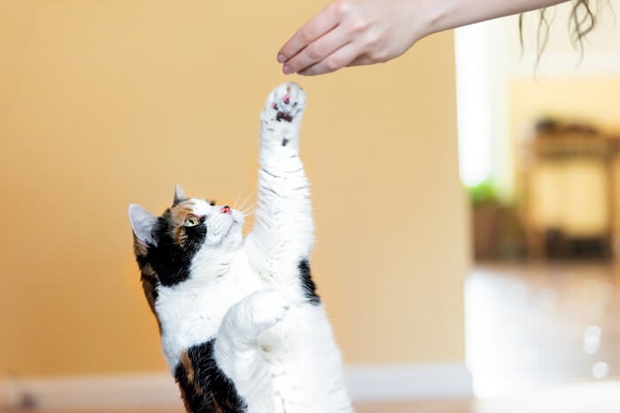 Calico cat reaching up to a human's hand