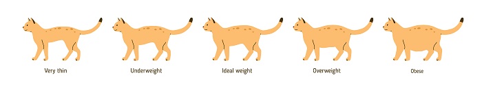 Finding a Healthy Weight for Your Cat: Weight Chart - AskVet