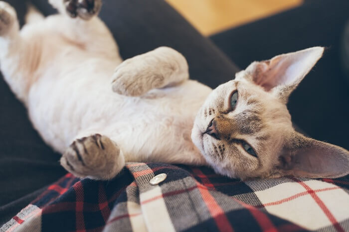 Devon Rex cat showcasing their unique appearance