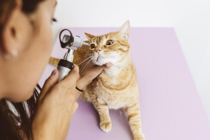 Cat having eye inspected