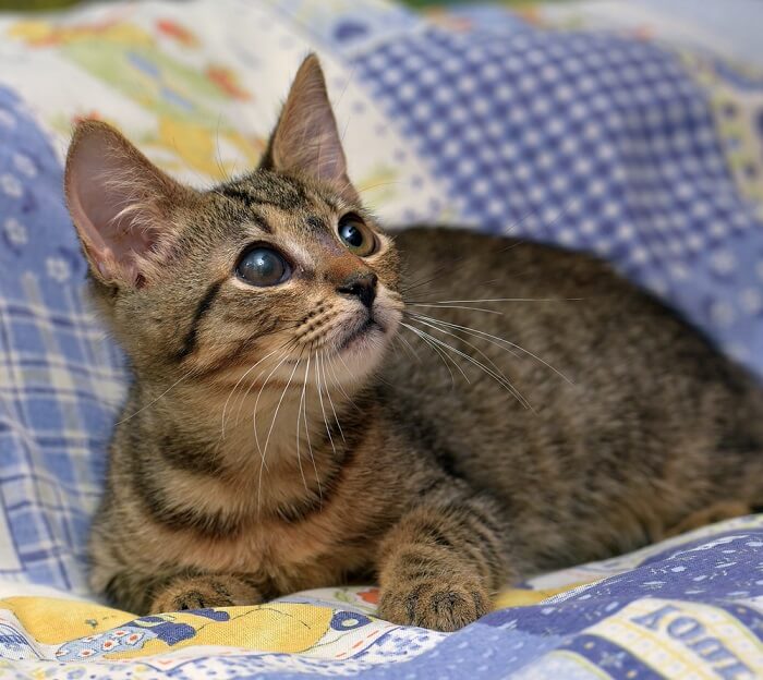 Kitten with glassy eye