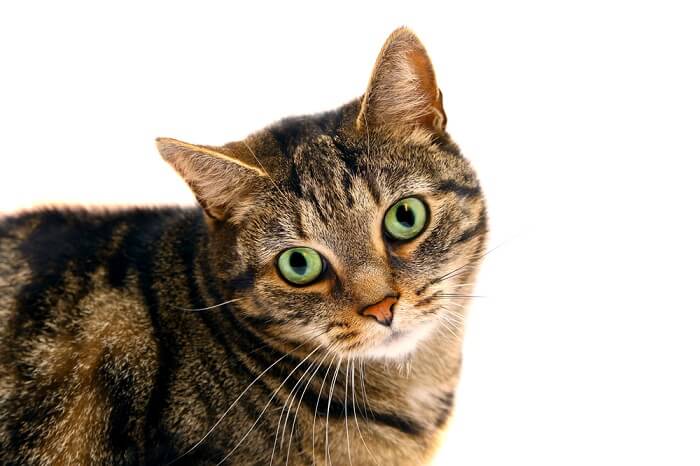 glaucoma in cats feature