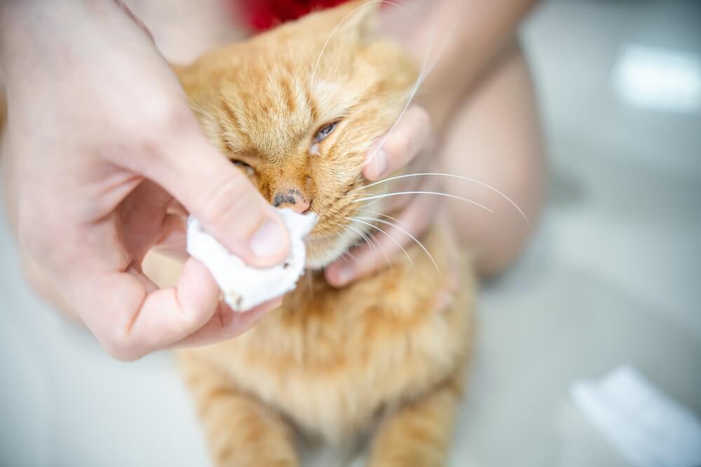Person wiping a cat's nose