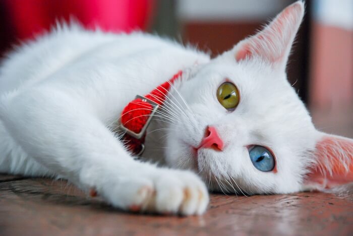 White cat with heterochromia