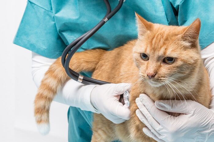 An image depicting a lung test being conducted on a cat, likely for diagnostic or medical purposes.