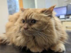 orange fluffy cat