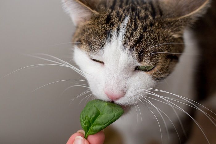 Veggies good shop for cats