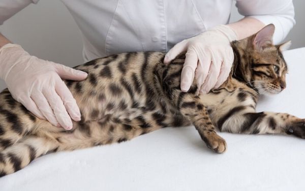 What Can You Give A Cat For An Upset Stomach? - Cats.com