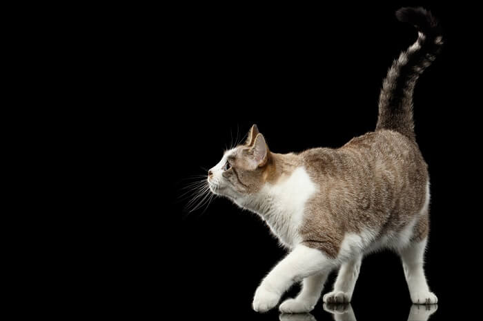 Cat on black background with tail held high