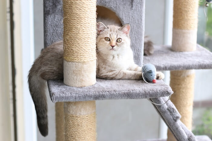 An adorable cat enthusiastically playing with a toy on a cozy cat house.