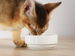 Featured images of Abyssinian cats eating