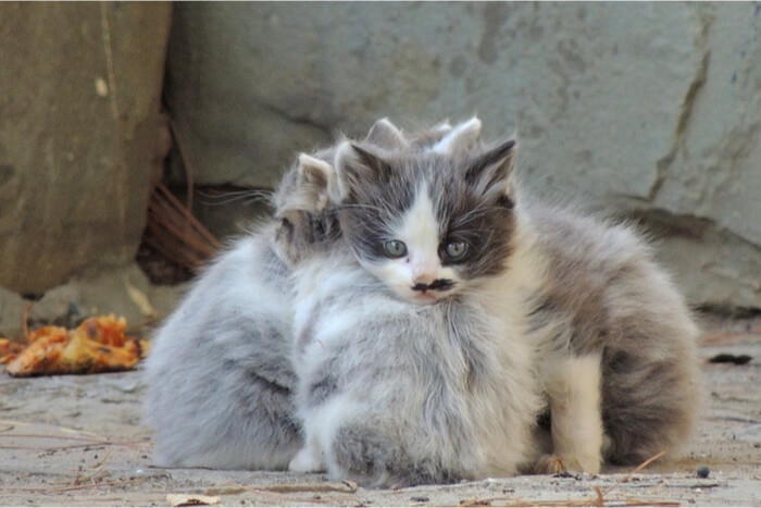 Feral kittens