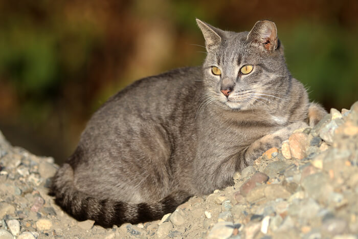 Feral cat with ear tip