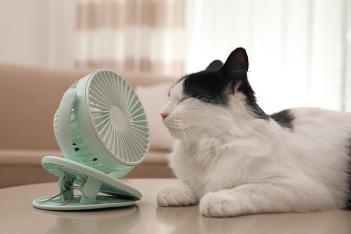 Why do cats like best sale hot weather