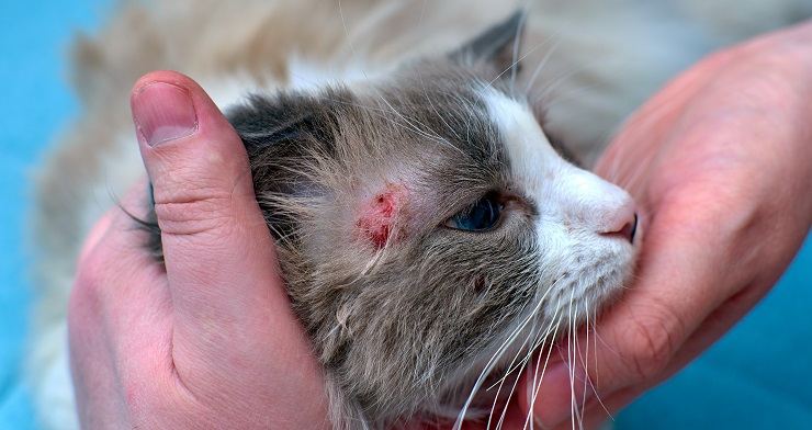 Image showcasing the treatment of a cat's skin disease. 