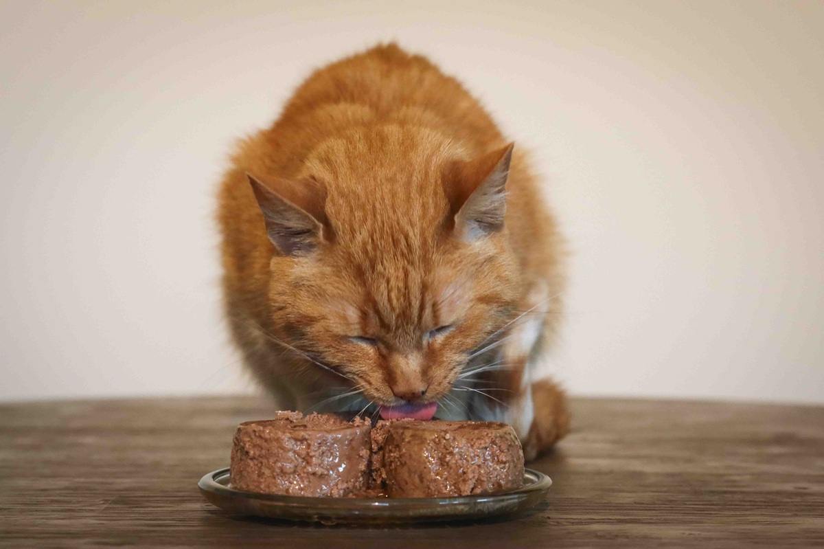 human food cats can have