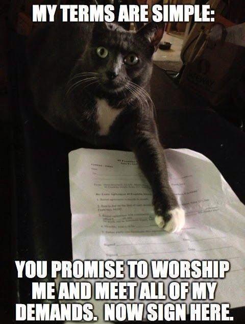 51 Funny Cat Memes That Will Make Your Day A Little Better Cats 51-funny-cat-memes-that-will-make-your-day-a-little-better-cats