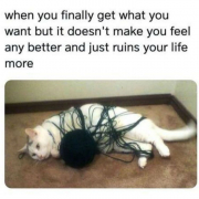 51 Funny Cat Memes That Will Make Your Day a Little Better - Cats.com