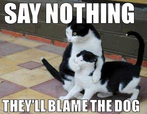 51 Funny Cat Memes That Will Make Your Day A Little Better Cats 51-funny-cat-memes-that-will-make-your-day-a-little-better-cats