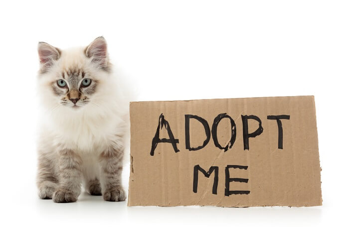 cat sitting beside an adopt me signage