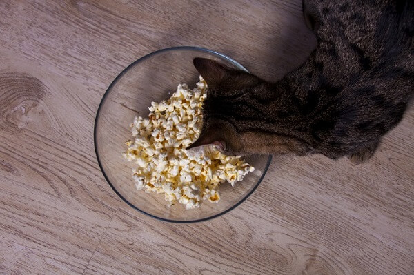 Charming image of a cat gazing curiously at a bowl of popcorn.