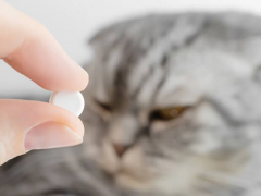 Cautionary image of a cat beside a container of aspirin, highlighting the potential danger of human medications to feline health and the importance of keeping such substances out of their reach.