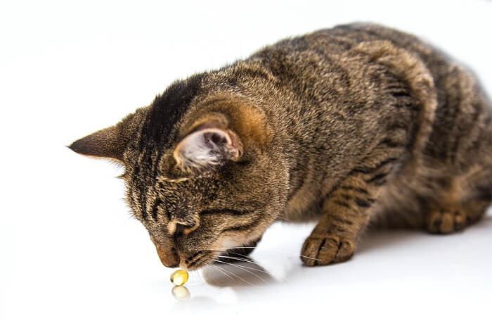 cat eating Omega 3 fish oil