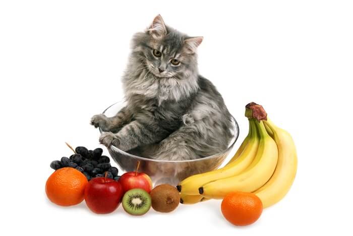 Best fruits for cats sale