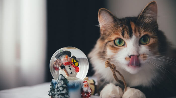 a cat curiously observing a snow globe
