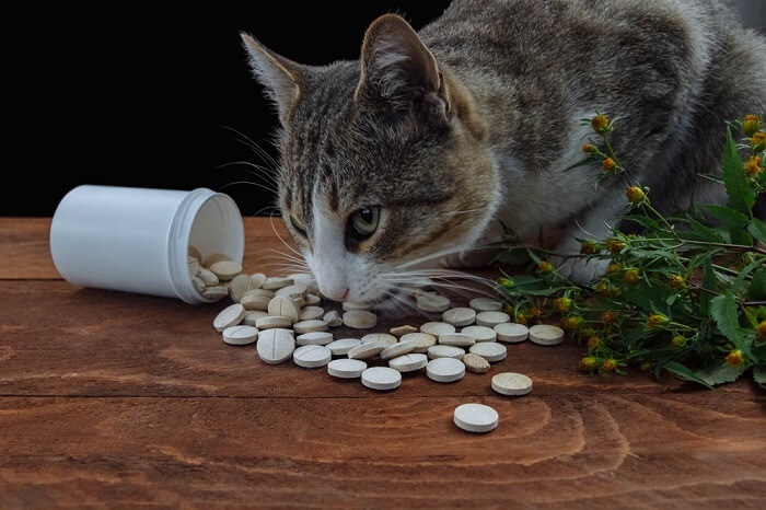tylenol poisoning in cats feature