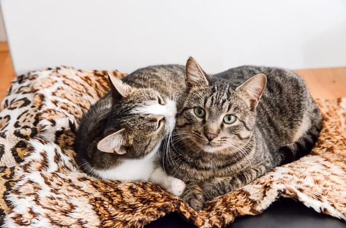 Two affectionate cats bonding through grooming, one cat tenderly grooming the other as a sign of friendship and camaraderie.
