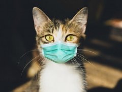 cat-corona-virus