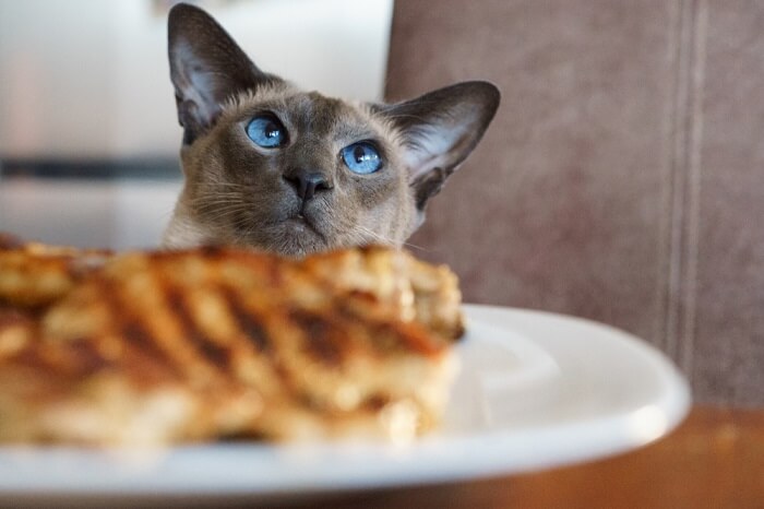 Cat eating clearance steak