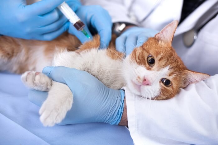 What to do if your cat has been poisoned