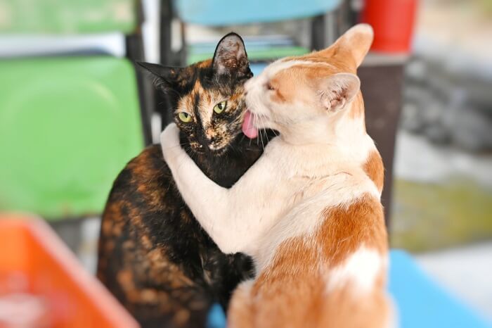 Why do cats groom each other feature