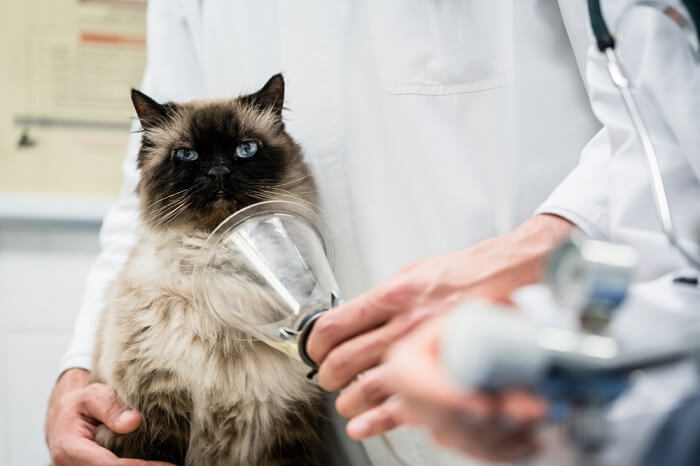 treatment of carbon monoxide poisoning in cats